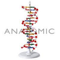 MODELO DUPLA HELICE DE DNA