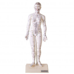 Modelo de Acupuntura de 50 cm, Feminino