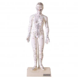 Modelo de Acupuntura de 50 cm, Feminino