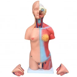 Torso de 45cm, Bissexual / Assexuado, com Coluna Exposta, em 25 Partes